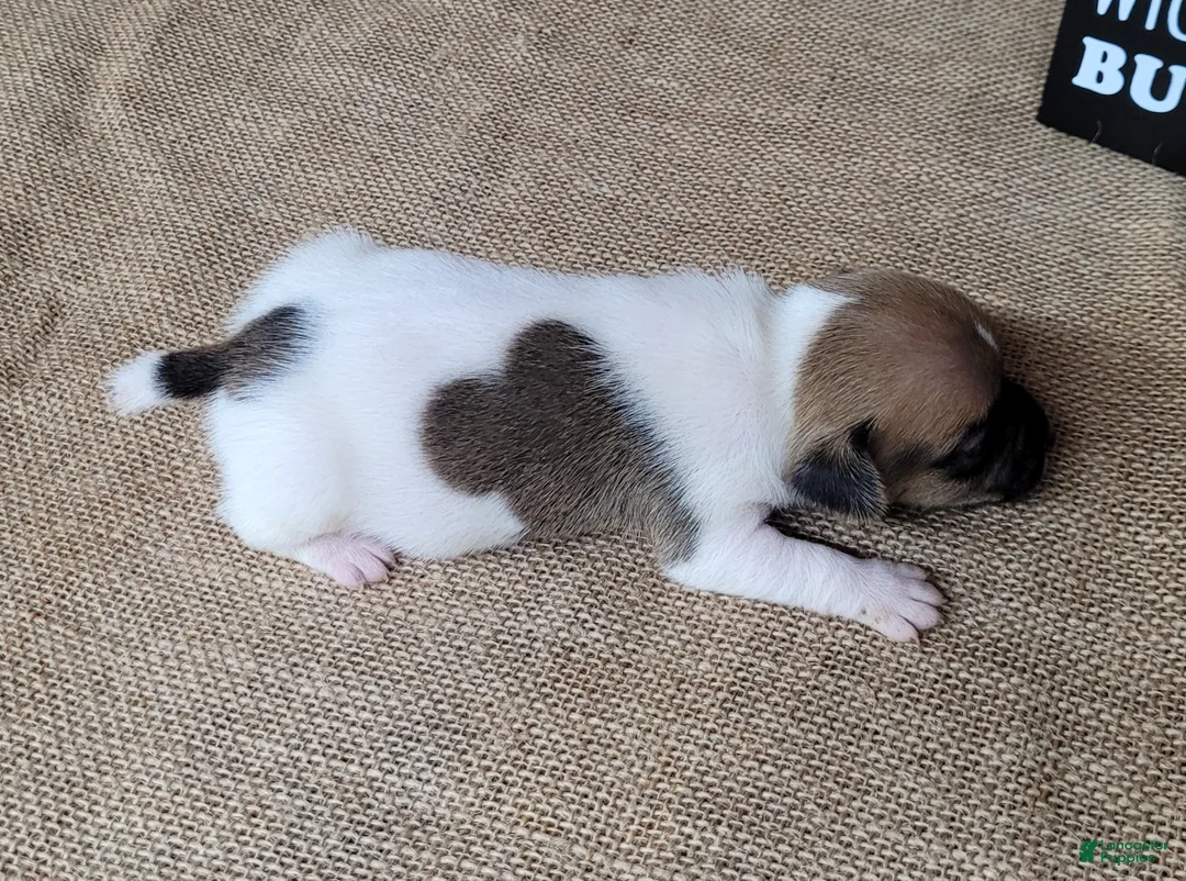 Jack Russell Terrier dogs for sale: Jude purebred JRT - Ad 6