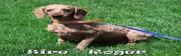 Cockapoo dogs for sale: Saturn - Ad 11