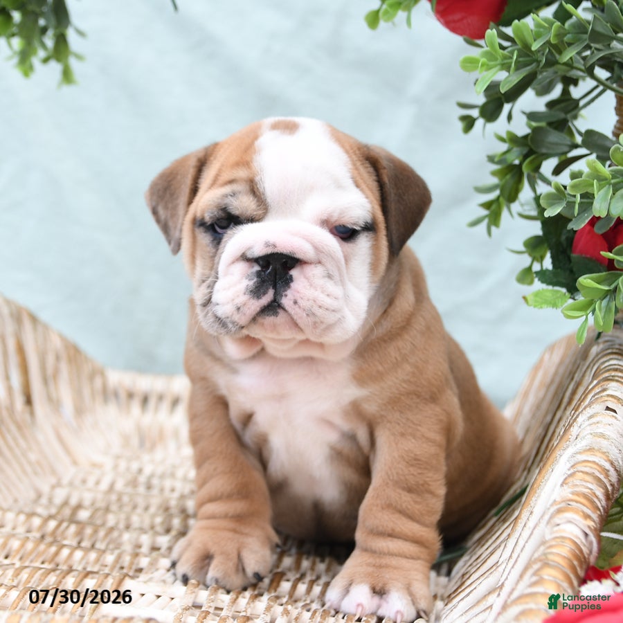 English Bulldog dogs Tessie - Ad 2