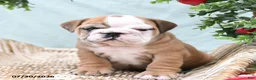 English Bulldog dogs for sale: Tessie - Ad 2
