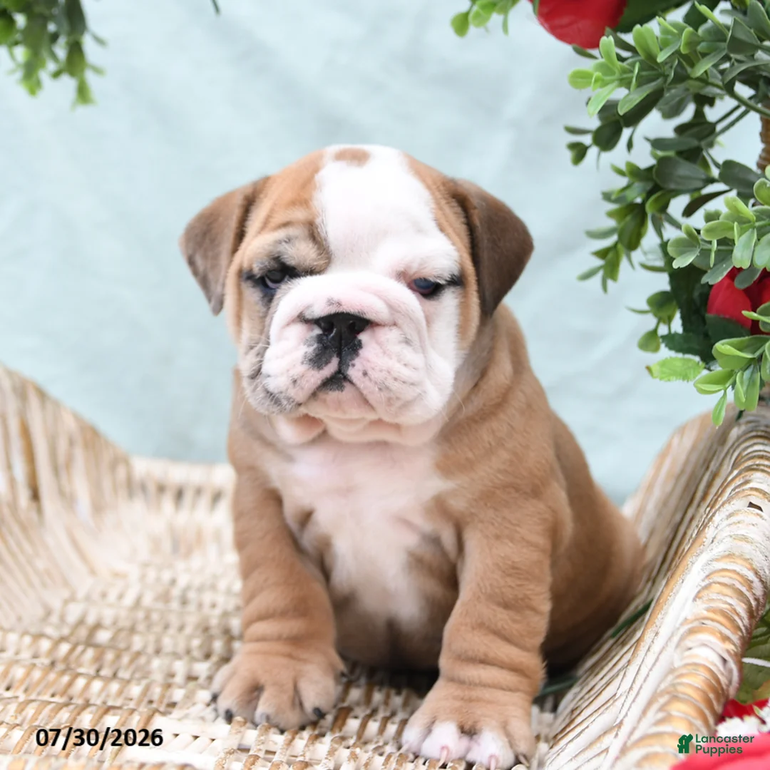 English Bulldog dogs for sale: Tessie - Ad 2