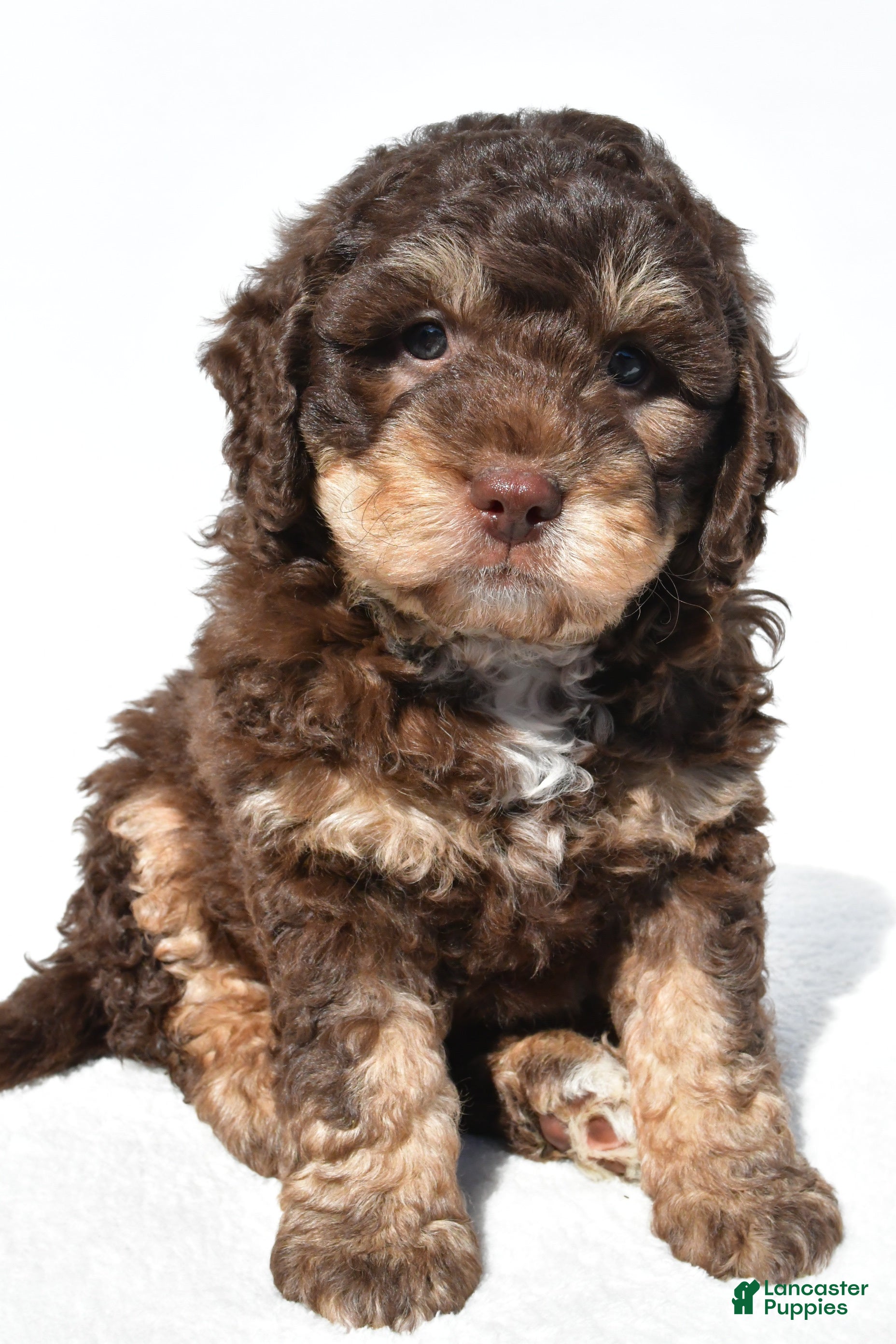 Mini Bernedoodle dogs Quinten - Ad 2