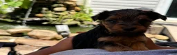 Yorkiepoo dogs for sale: G2  - Ad 3