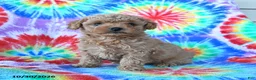 Mini Goldendoodle dogs for sale: Charlie - Ad 1
