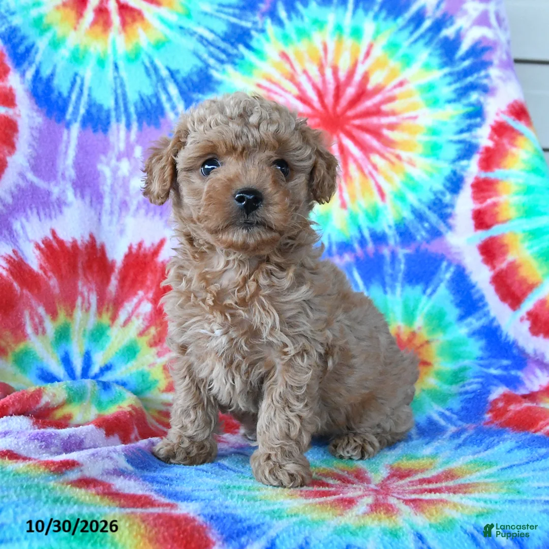 Mini Goldendoodle dogs for sale: Charlie - Ad 1