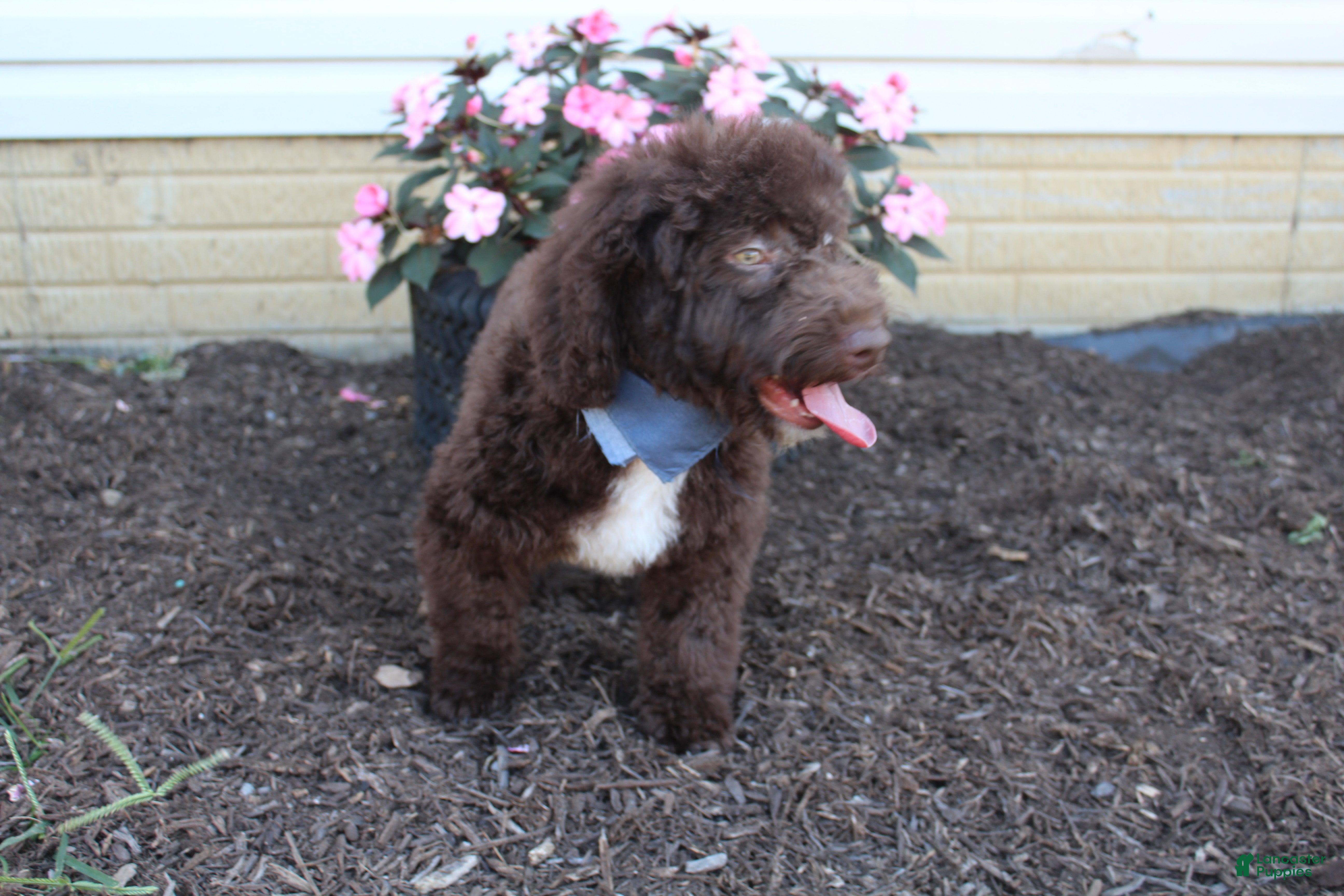 Life Expectancy Chesapeake Bay Retriever Shedding Bernese Mountain
