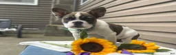 French Bulldog dogs for sale: Sonny - Ad 4