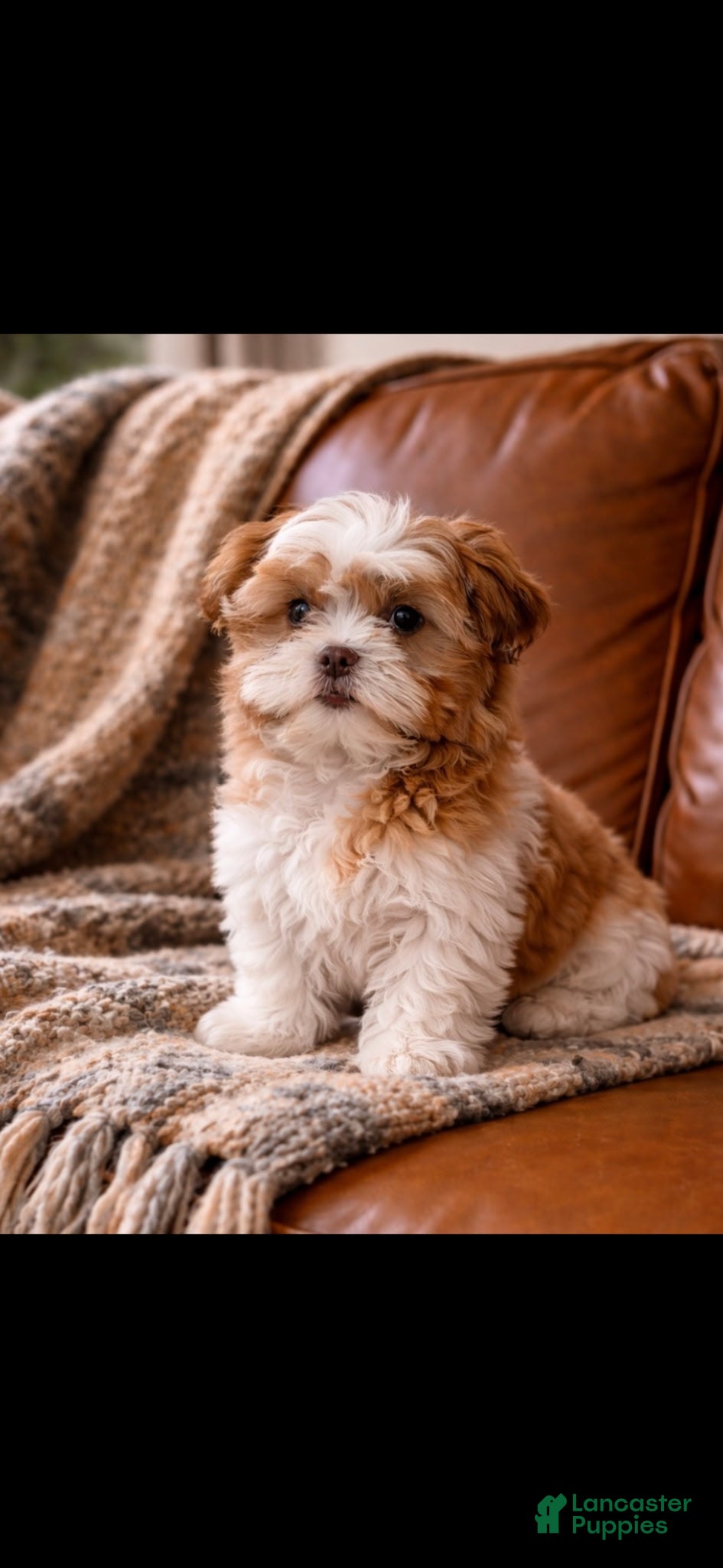 Shih Tzu dogs Shih Tzu Puppy 2 - Ad 1