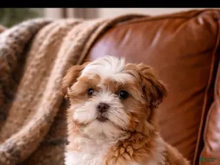 Shih Tzu dogs Shih Tzu Puppy 2 - Ad 26