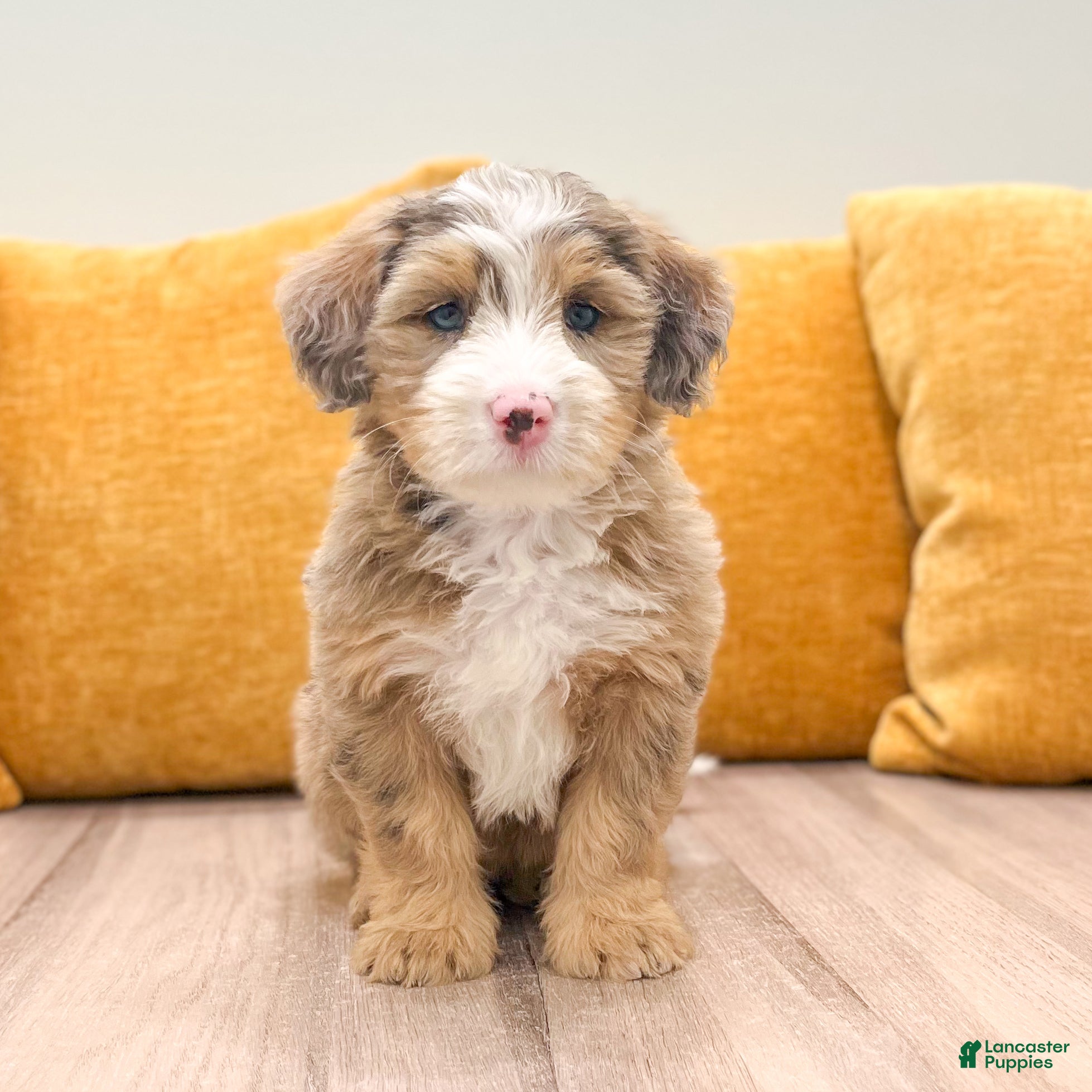 Mini Bernedoodle dogs Skye - Ad 1