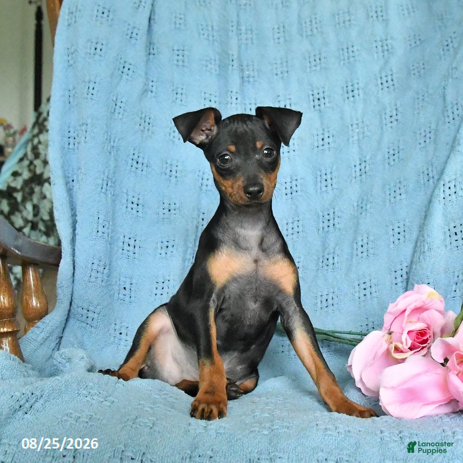 Miniature Pinscher dogs Rocket - Ad 1
