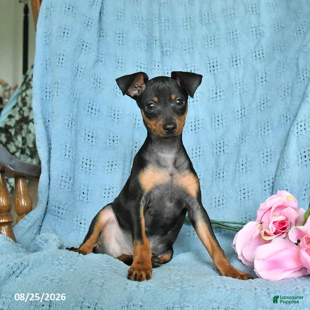 Miniature Pinscher dogs for sale: Rocket - Ad 1