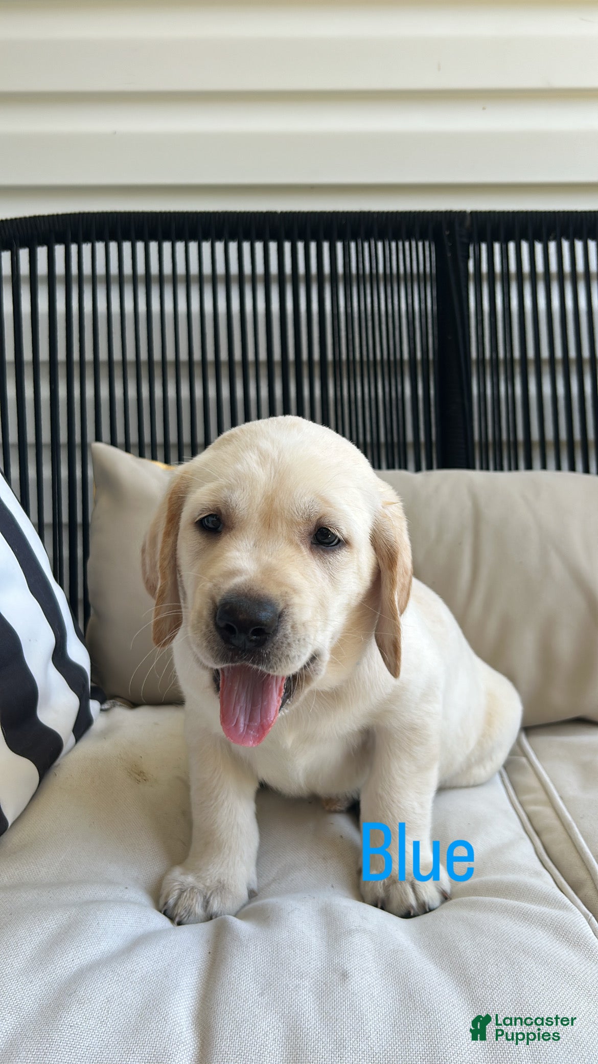 Labrador Retriever dogs Labrador Retriever 8 dark blue  - Ad 11