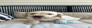 Labrador Retriever 8 dark blue 