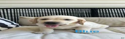 Labrador Retriever dogs for sale: Labrador Retriever 8 dark blue  - Ad 1
