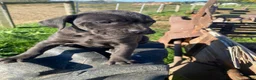 Cane Corso dogs for sale: Coco - Ad 10