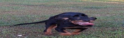 Rottweiler dogs for sale: Rottweiler Puppy 4 - Ad 1