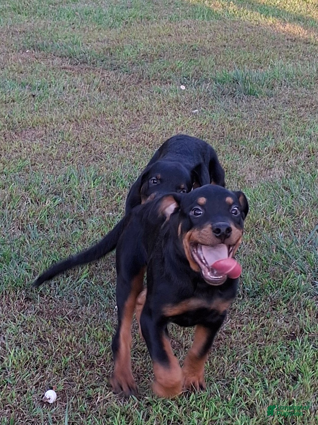 Rottweiler dogs for sale: Rottweiler Puppy 4 - Ad 1