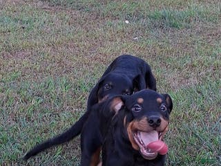 Rottweiler dogs Rottweiler Puppy 4 - Ad 6