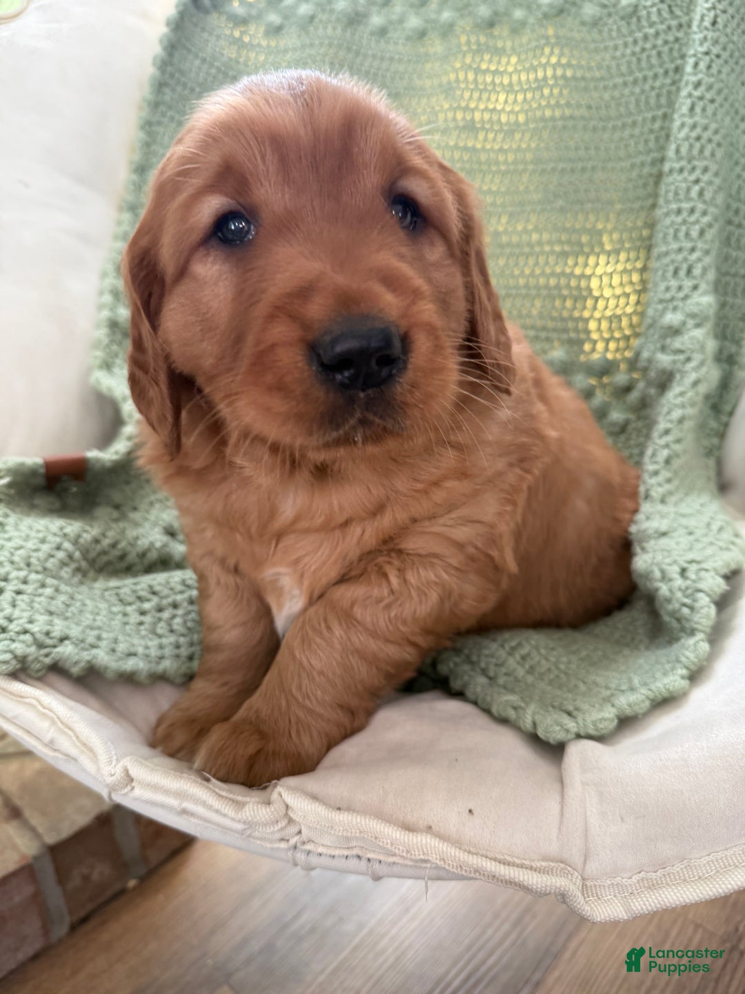 Golden Retriever dogs for sale: Scout - Ad 1