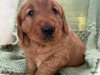 Golden Retriever dogs Scout - Ad 14