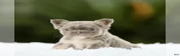 French Bulldog dogs for sale: WINONA - LILAC TAN FLUFFY BEAUTY IN CALI - US DELIVERY - Ad 4