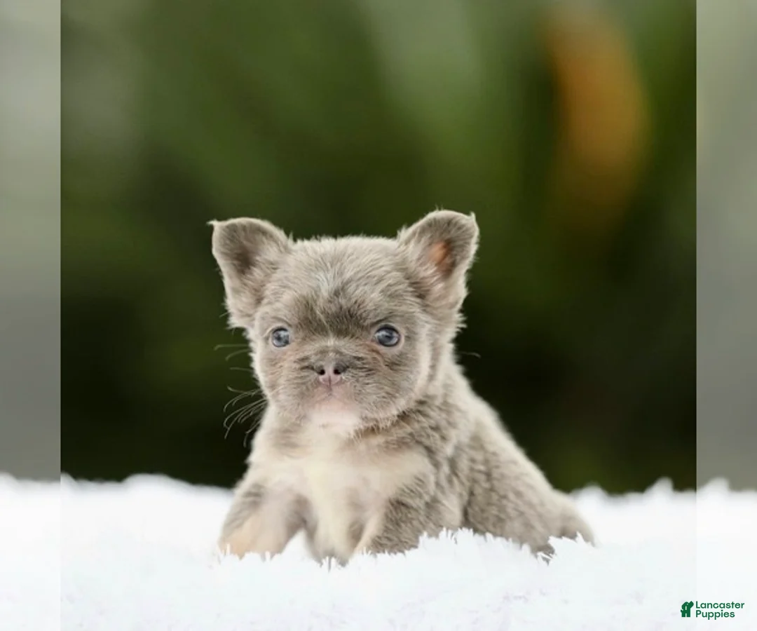 French Bulldog dogs for sale: WINONA - LILAC TAN FLUFFY BEAUTY IN CALI - US DELIVERY - Ad 4