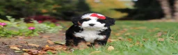 Mini Bernedoodle dogs for sale: Miley - Ad 8