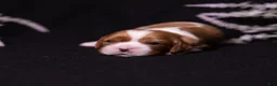 Cavalier King Charles Spaniel dogs for sale: Caroline - Ad 5