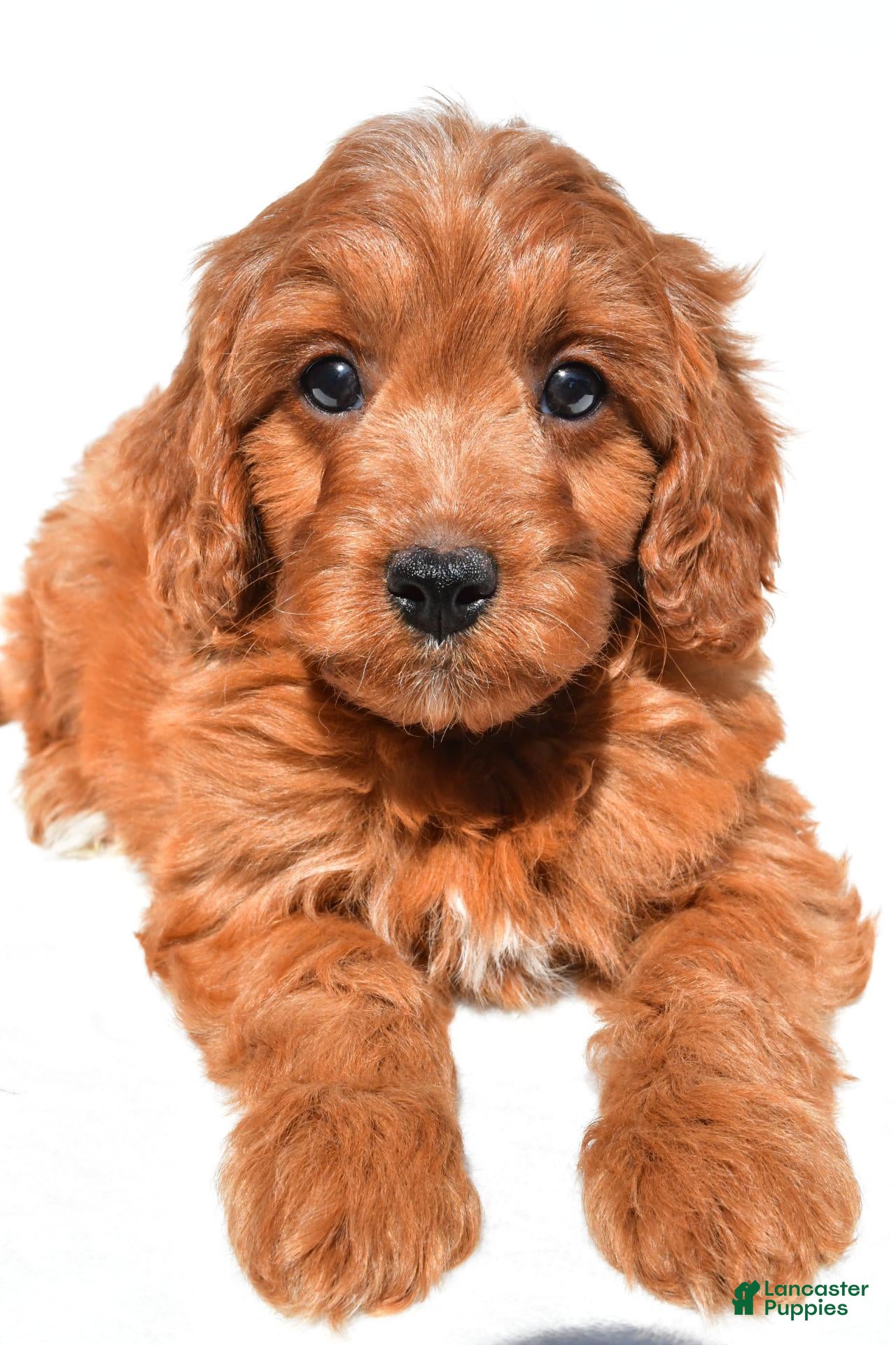 Cavapoo dogs Kevin - Ad 2