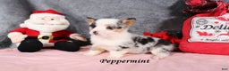 Welsh Corgi Pembroke dogs for sale: Peppermint - Ad 1