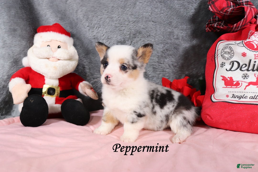 Welsh Corgi Pembroke dogs for sale: Peppermint - Ad 1