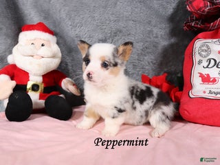 Welsh Corgi Pembroke dogs Peppermint - Ad 21