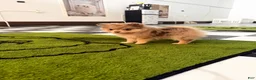 Pomeranian dogs for sale: Fallon  - Ad 8