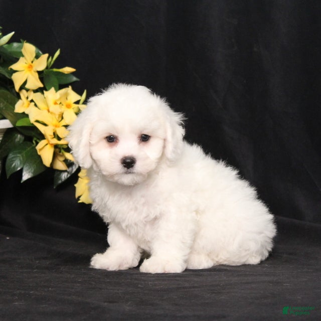 Bichon Frise dogs LeRoy - Ad 1