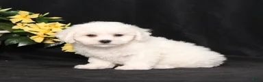 LeRoy