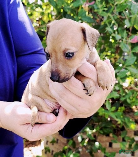 Italian Greyhound dogs Sebastian - Ad 2