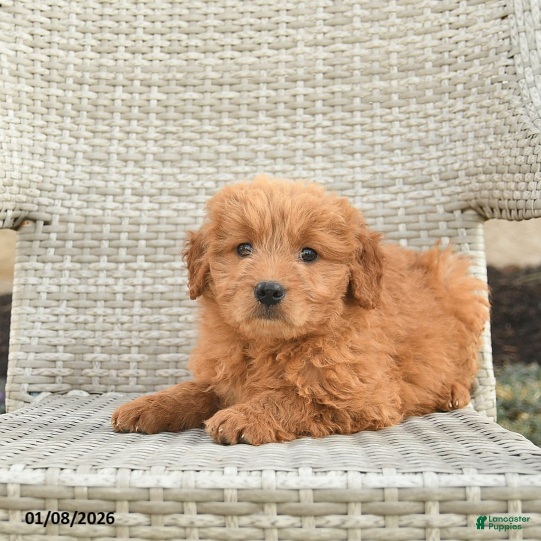 Mini Goldendoodle dogs for sale: Brooklyn  - Ad 2