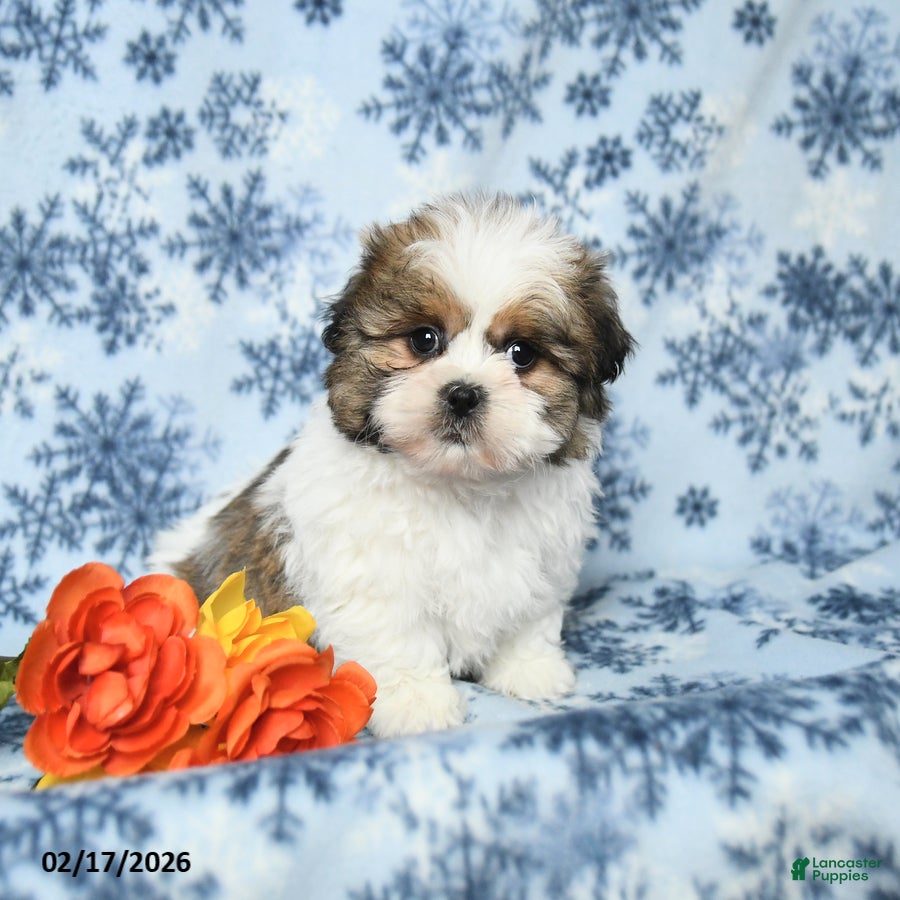 Teddy Bear dogs Monty - Ad 1