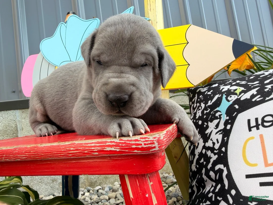 Great Dane dogs for sale: Larry - Ad 2
