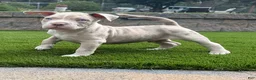 American Bully dogs for sale: Leo - Ad 2