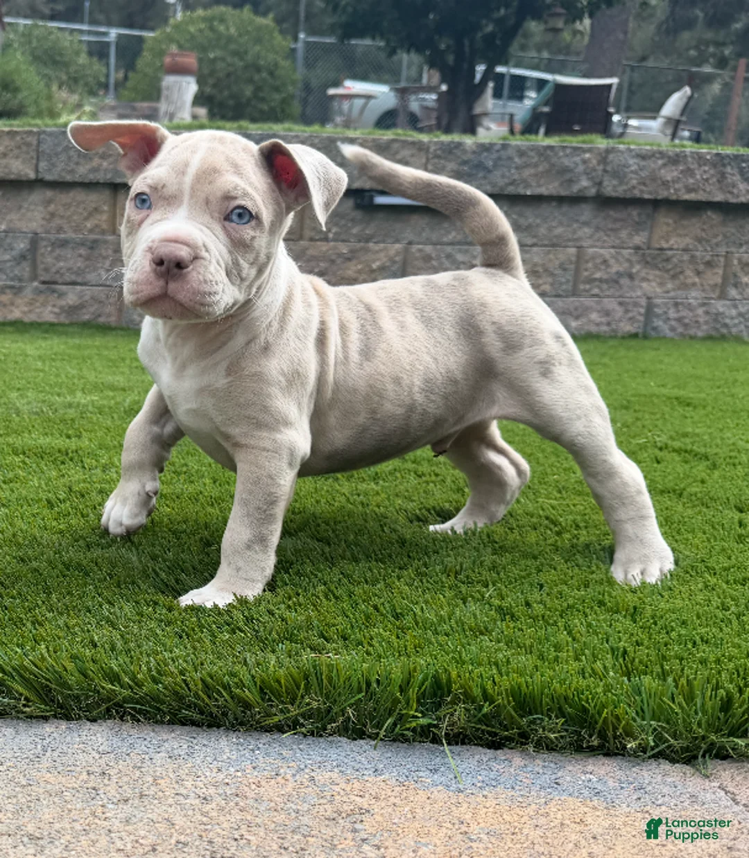 American Bully dogs for sale: Leo - Ad 2