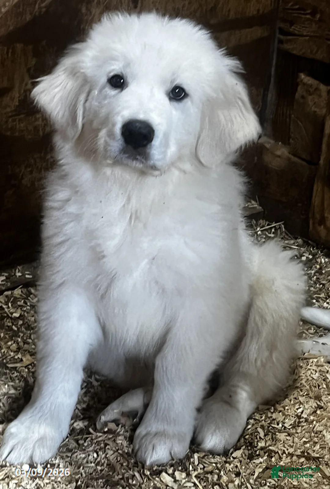 Great Pyrenees dogs for sale: Samson - Ad 1
