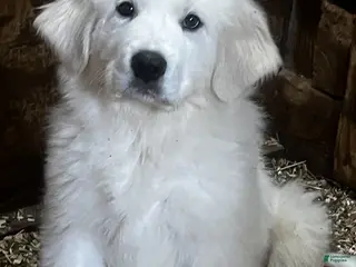 Great Pyrenees dogs for sale: Samson - Ad 1