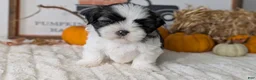 Shih Tzu dogs for sale: Kona - Ad 6