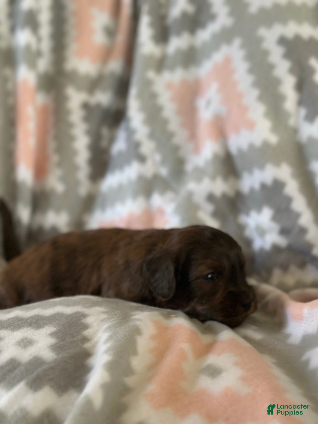 Mini Goldendoodle dogs for sale: Cumin - Ad 3