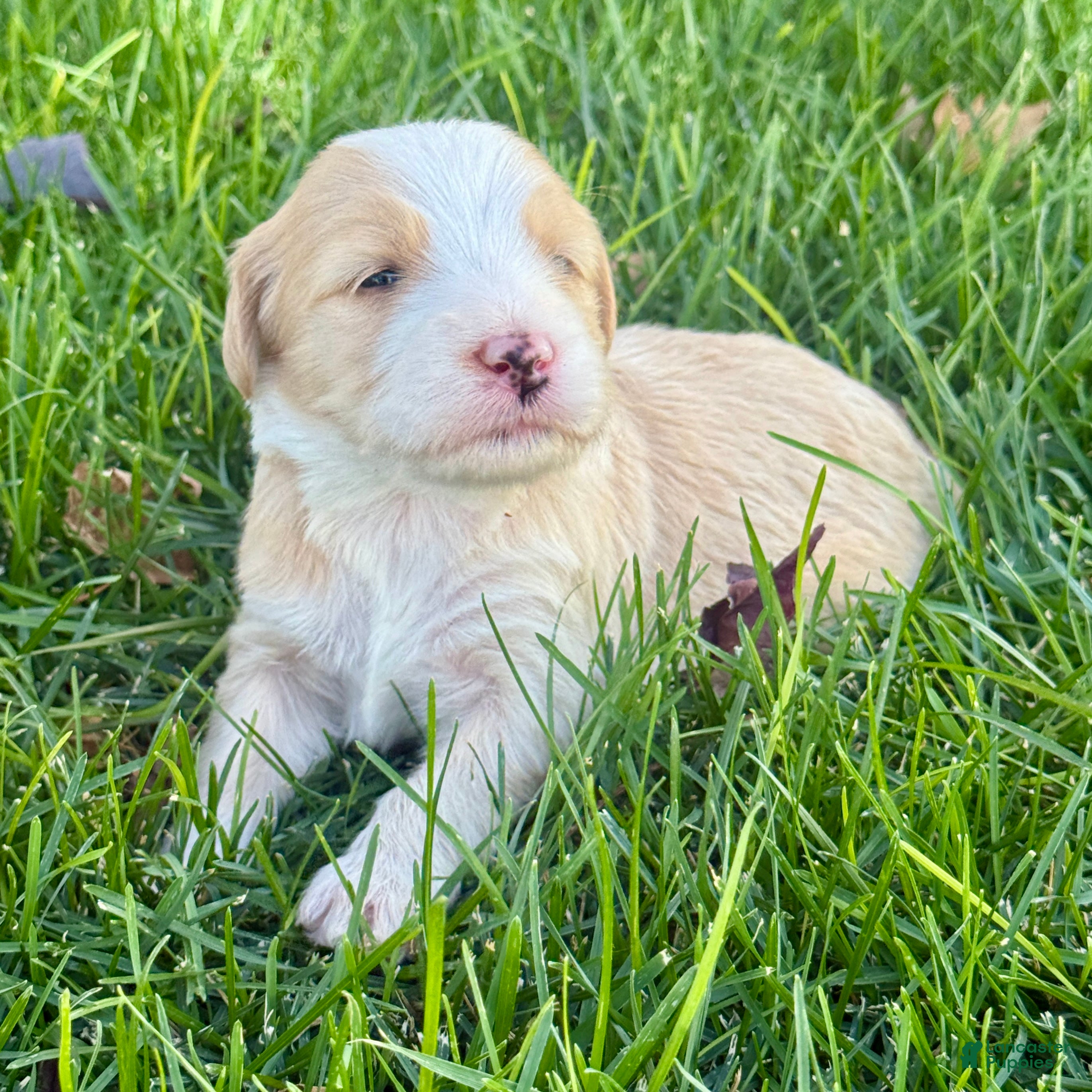Bernedoodle dogs Candy - Ad 1