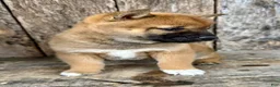 Shiba Inu dogs for sale: Whiskey - Ad 5