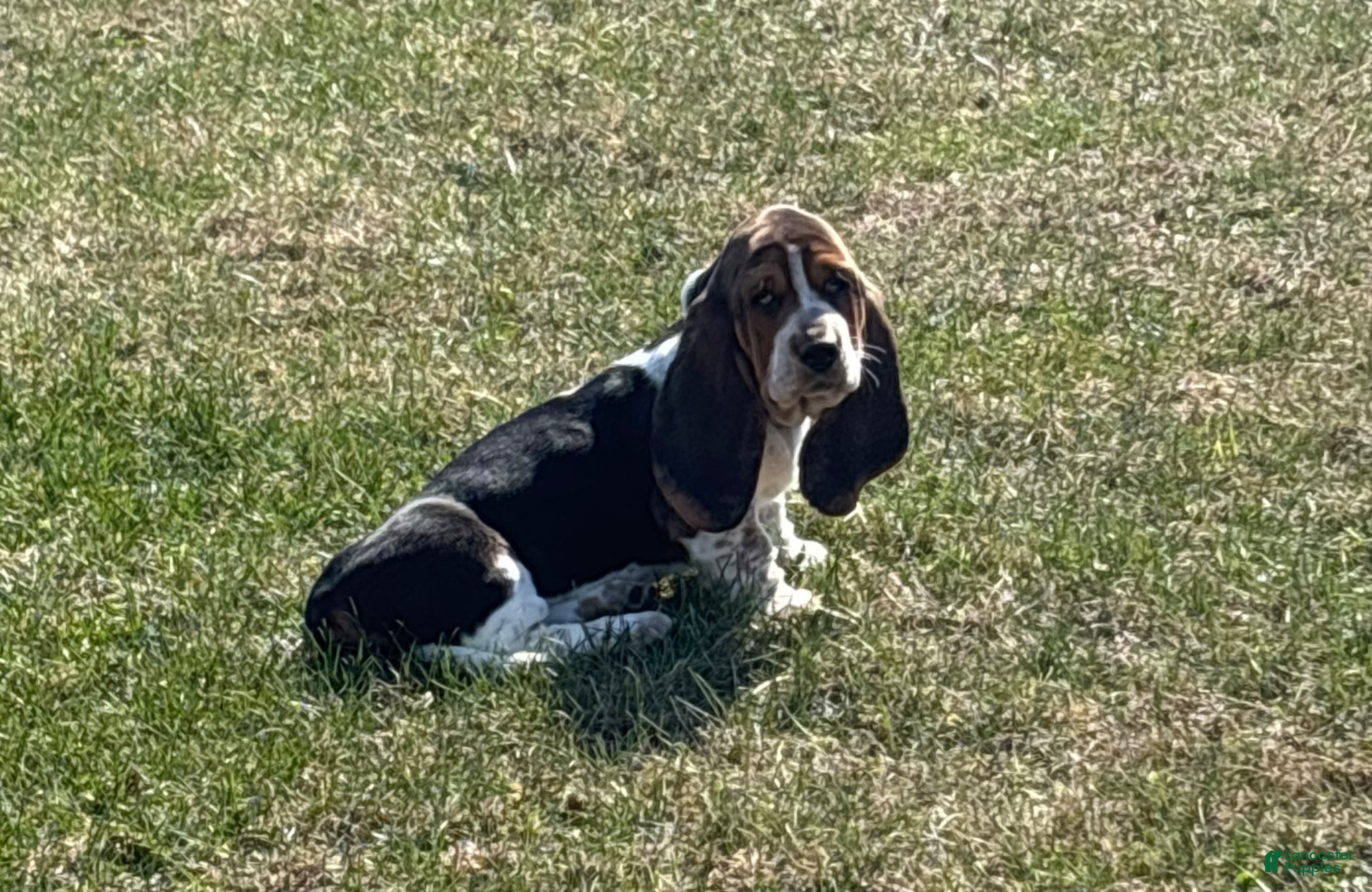 Basset Hound dogs Basset Hound Puppy 1 - Ad 1