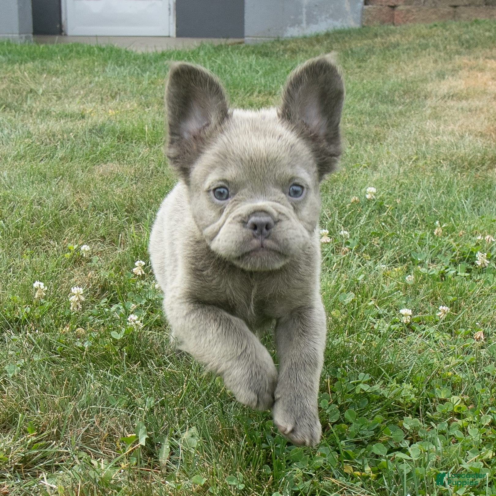 Puppies Bulldog Pets4homes Fluffy French Bulldog Buy Near Me